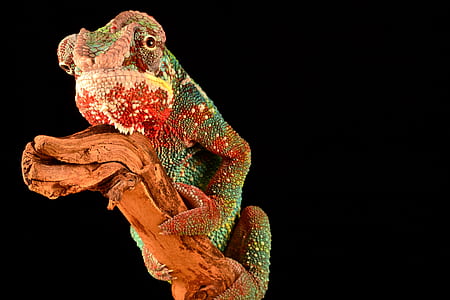 multicolored chameleon thumbnail