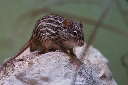 Striped Grass Mouse, Long Tailed Mouse thumbnail