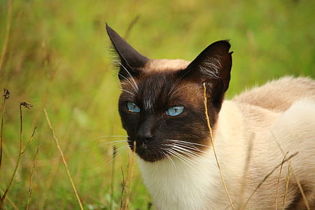 beige and black cat on grass thumbnail