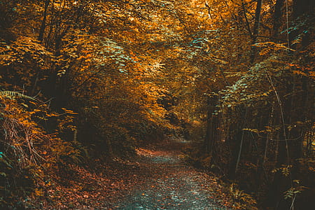 forest, trees, path, autumn thumbnail