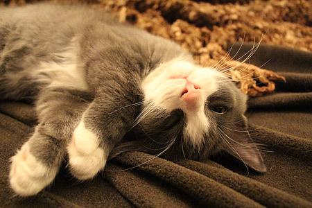 gray and white cat lying on gray textile thumbnail