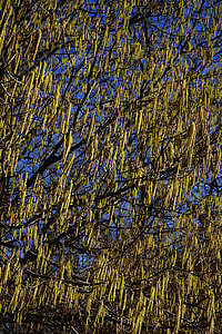 Common Hazel, Inflorescences thumbnail