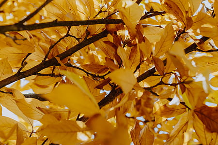 Yellow leaves of magnolia in autumn thumbnail