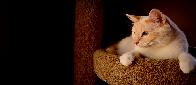 pet cat laying down on bed thumbnail