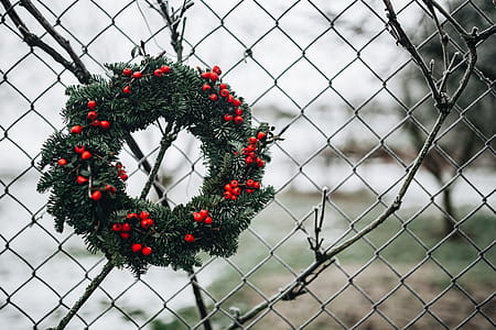 A Very Merry Fresh Holly Wreath for Christmas thumbnail