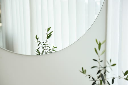plant, mirror, reflection, white thumbnail