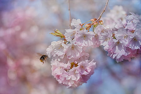 selective photography of bee flying near white petal flower thumbnail