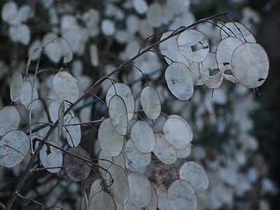 photo of beige leafed plant thumbnail