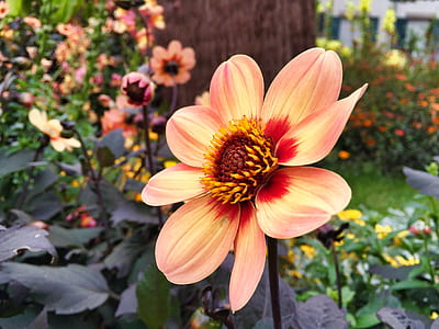 selective focus photography of orange dahlia thumbnail
