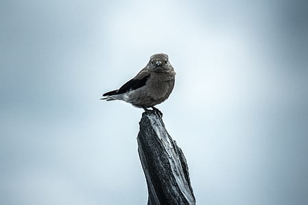 gray bird perch on gray stone thumbnail