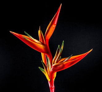 selective focus photography of red plant thumbnail
