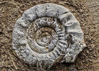 gray concrete shell-carved ornament thumbnail
