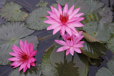 closeup photo of three bloomed pink lotus flowers surround with lily pods on water thumbnail
