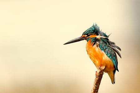 green and orange humming bird thumbnail