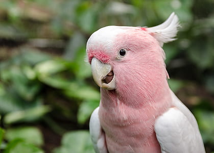 selective focus photography of pink and white cockatoo thumbnail