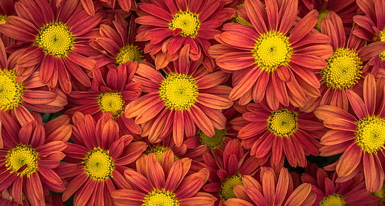 red daisy flowers thumbnail