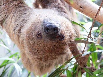 closeup photography of sloth thumbnail