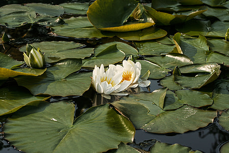 White Water Lily, Nymphaea Alba thumbnail