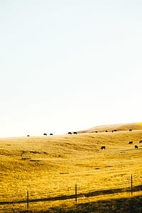 silhouette of animals on brown field at daytime thumbnail