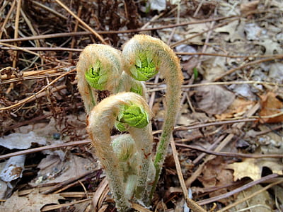 three green fiddlehead fern plants thumbnail