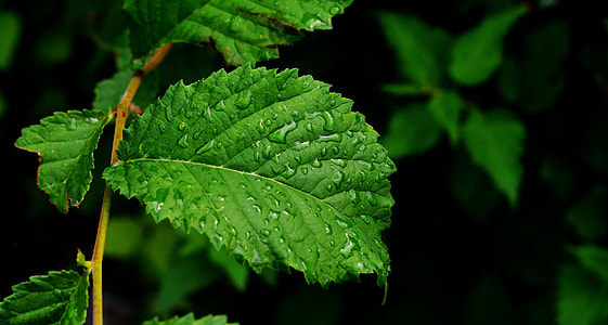 selective focus photography of green leafed plant with dew thumbnail