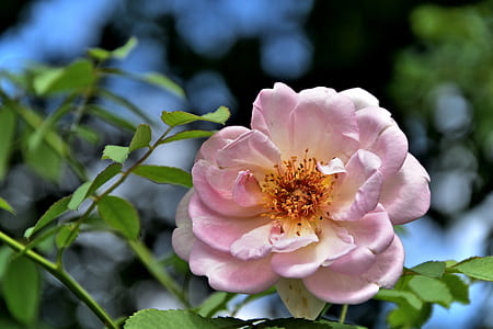 shallow focus photography of pink flowers thumbnail