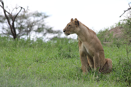 brown lioness on green grass field at daytime thumbnail