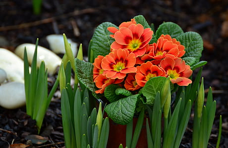 orange primrose flower on brown soil surrounded by linear plants thumbnail