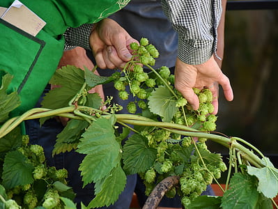 person holding green plants thumbnail