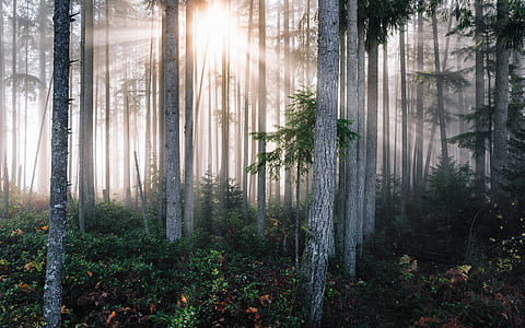 sun rays piercing through woods thumbnail
