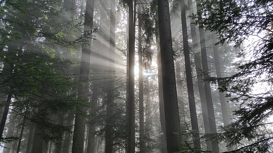 green tree at the forest during daytime thumbnail