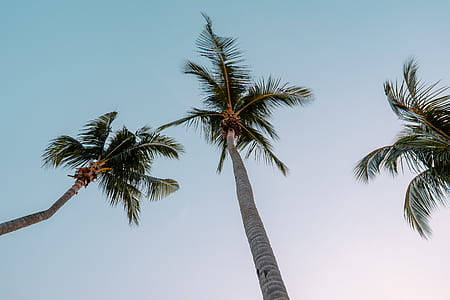 low angle photography of tree coconut trees at daytime thumbnail