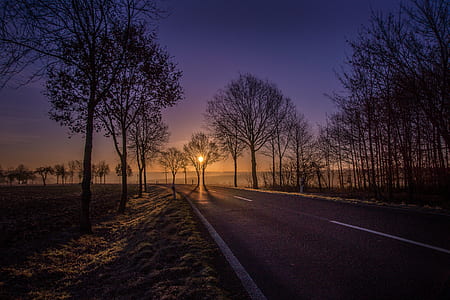 golden hour on road with bear bare trees thumbnail