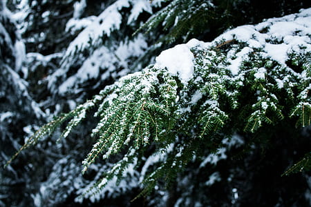 forest trees covered with snow thumbnail