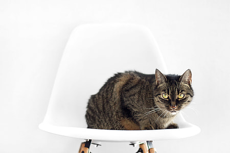 gray cat on white stool chair thumbnail