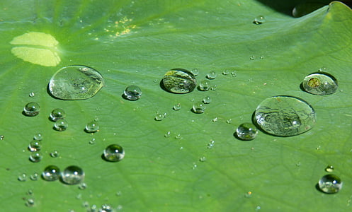 water dew on leaf thumbnail