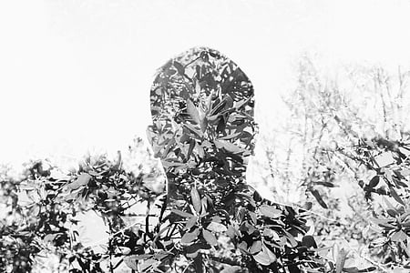 grayscale photo of trees thumbnail