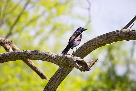 Purple and Black Feathered Bird Resting on Beige Wood Branches thumbnail