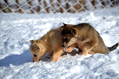 two brown puppies on snow thumbnail