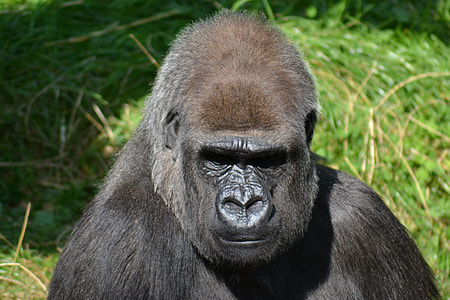 Silverback Gorilla, Male Gorilla thumbnail