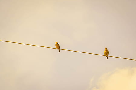 low angle photography of two birds perching on wire thumbnail