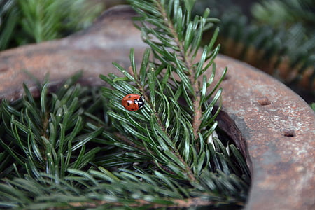 ladybird on leaf thumbnail