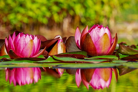 pink lotus flowers on water in selective photography thumbnail