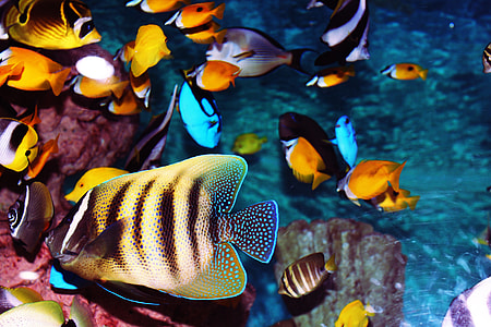 assorted-color fish swimming on wat er thumbnail