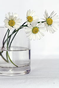 daisy flowers on clear vase thumbnail