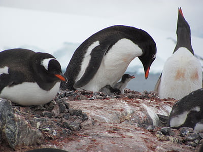 flock of penguin on rock formation thumbnail