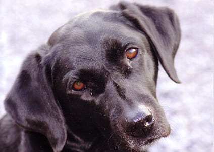 adult black Labrador retriever thumbnail