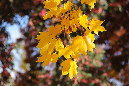 yellow maple leaf thumbnail