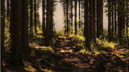 scenery of forest thumbnail