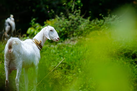 White Goat in Grass Field thumbnail